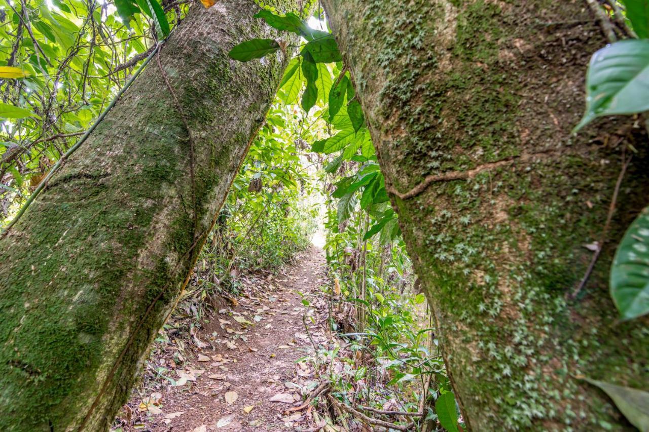 Ara Ambigua Lodge Sarapiquí Esterno foto