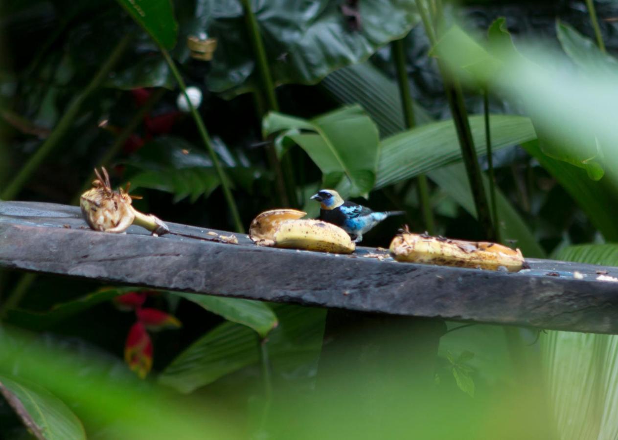 Ara Ambigua Lodge Sarapiquí Esterno foto