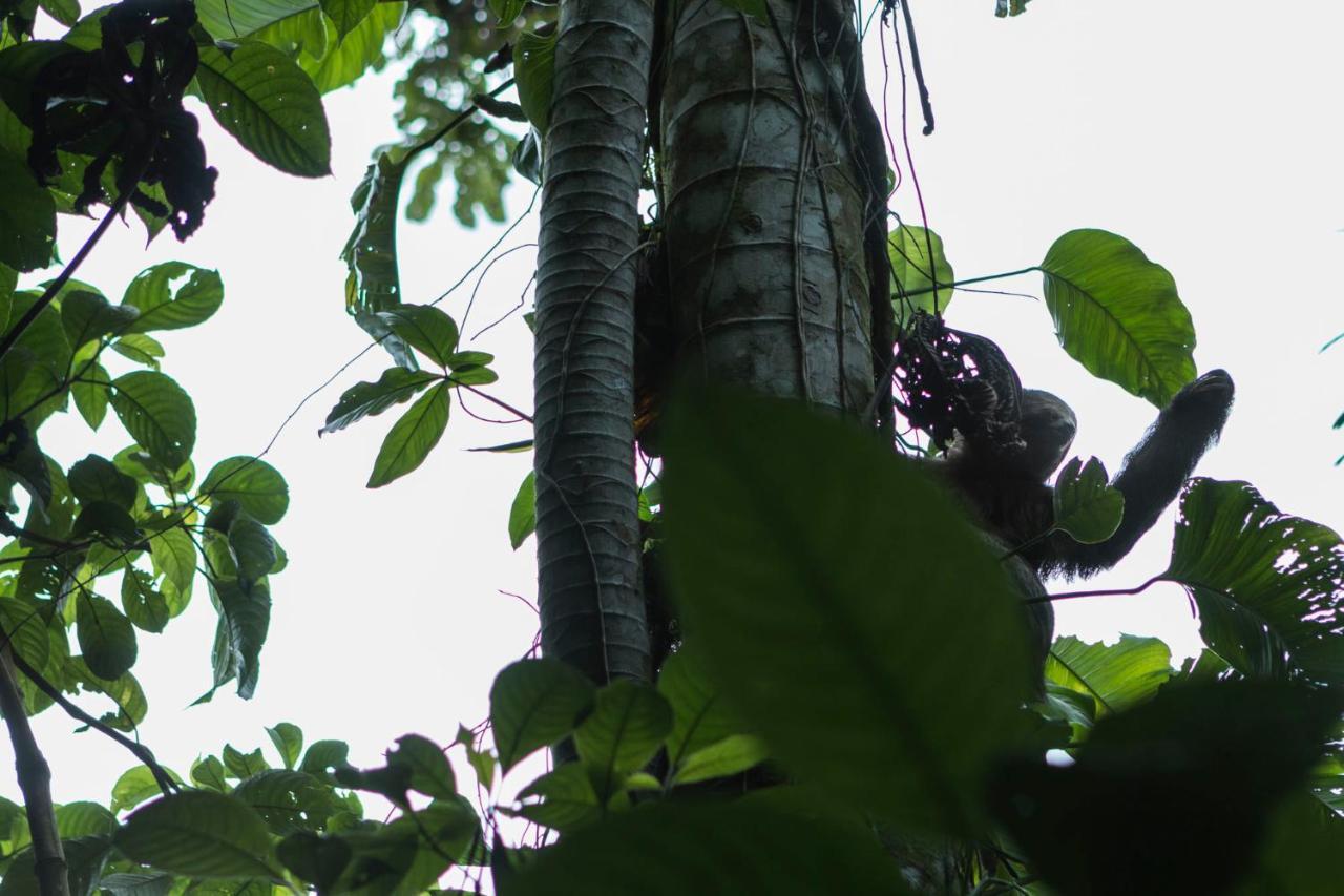 Ara Ambigua Lodge Sarapiquí Esterno foto