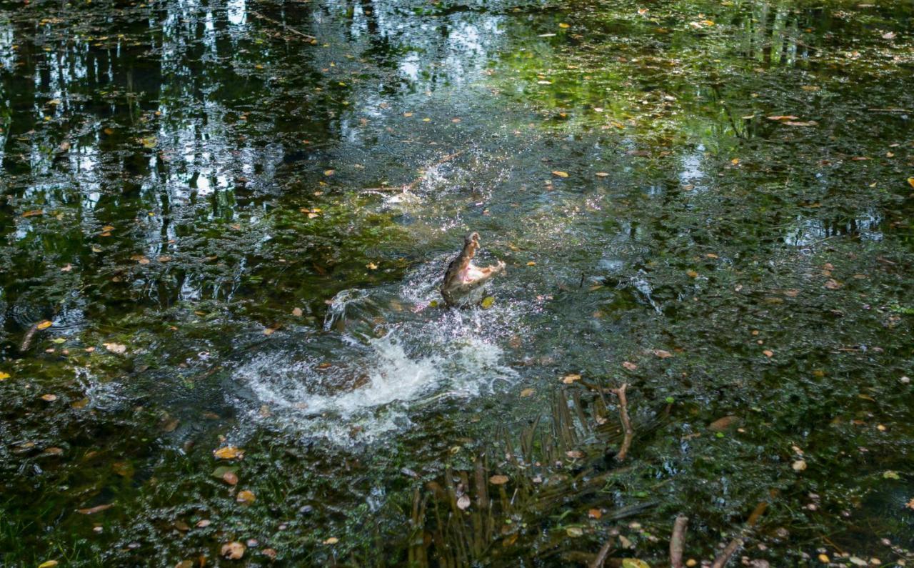 Ara Ambigua Lodge Sarapiquí Esterno foto