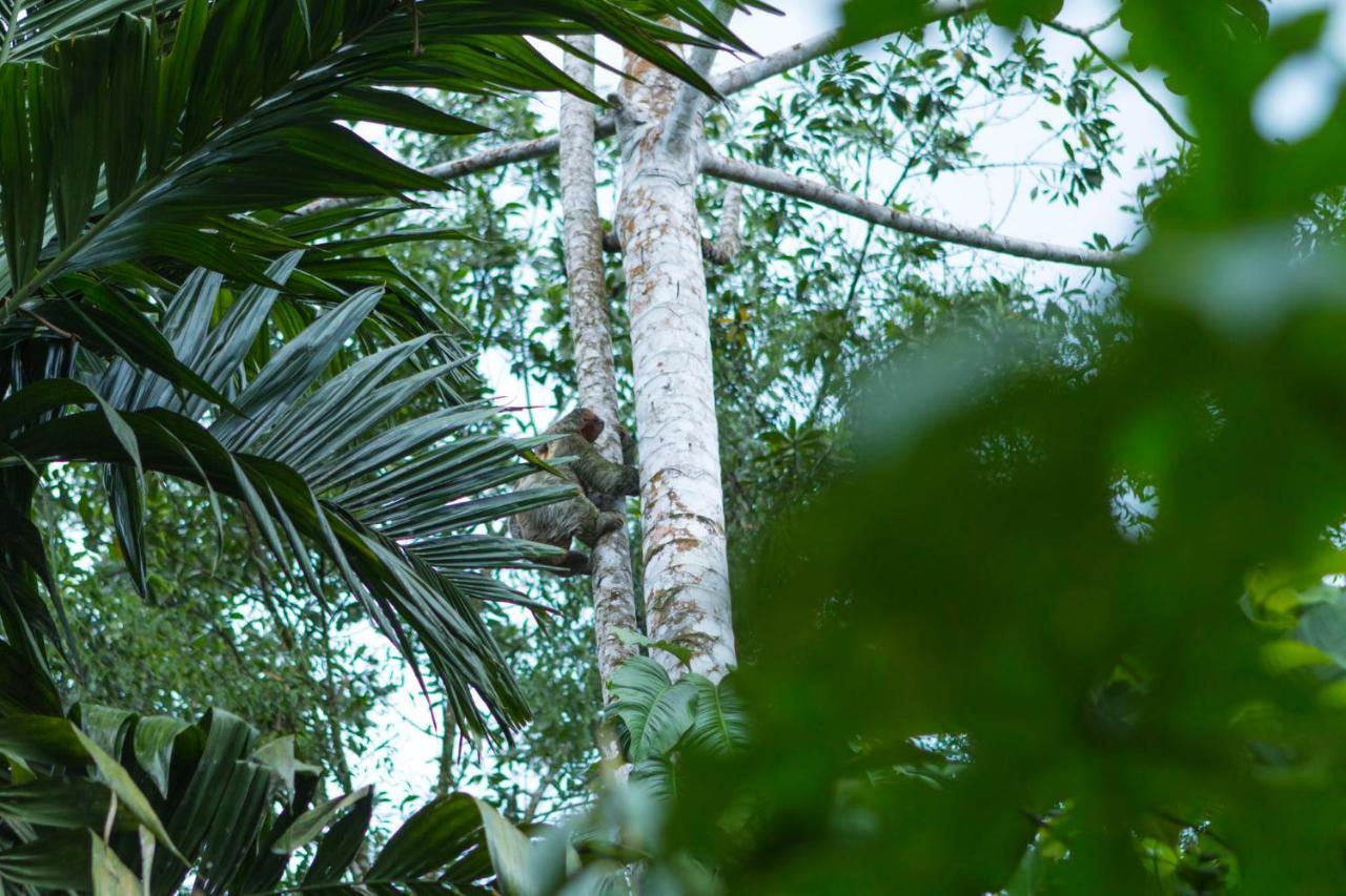 Ara Ambigua Lodge Sarapiquí Esterno foto